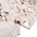 1X Studio - Aster Apricot - Fototapeta okrągła - tapeta flizelinowa/tapeta flizelinowa samoprzylepna
