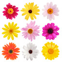 Sticker mural - Set de Fleurs