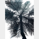 Fototapeta Cubistika - California Dreaming