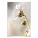Poster Disher - Cosmos