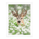 Plakat van Duijn - Młody roebuck we wrzosach