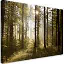 Canvasbillede, Morgen i skoven