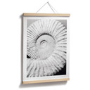 Plakat Fossil shell - Nakręcony przez Clinta