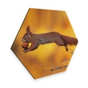 Hexagon Dibond van Duijn - Springende Eekhoorn