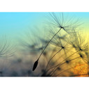 Ikke-vævet tapet FlyingDandelion natur mælkebøtte foto tapet Designwalls i blå og sort 