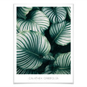 Plakat Calathea Orbifolia