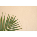 Fototapet med palmblad beige grön - 3,75 x 2,50 m - naturmotiv Icke-vävd tapet modern