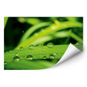 Poster autocollant - W - Nature 5