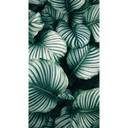 Fototapet Calathea Orbifolia - 144x260 cm
