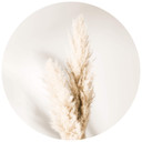 1X Studio - Bound Pampas Grass - Fototapeta okrągła - tapeta flizelinowa/tapeta flizelinowa samoprzy