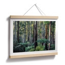 Plakat Las eukaliptusowy w Yarra Ranges - Colombo