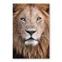 Tableau sur verre van Duijn - Regard du lion