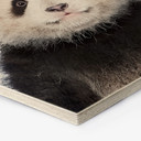 Hexagone - Bois Sisi & Seb - Baby Panda