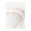 Plakat 1X Studio - Scallop
