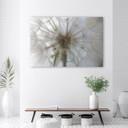 Canvasbillede, Mælkebøtteplanter natur