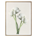Plakat Ranunculus 01