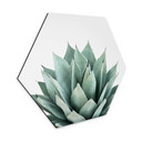 Hexagon Dibond Sisi & Seb - Succulents