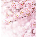 Fototapet - Delicate Flowers