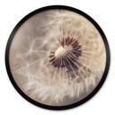 Plakat Delgado - Dandelion - Okrągły
