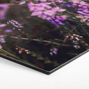 Sekskantet Billede af lilla lyngblomst i varmt lys - Annie - aluminium dibond