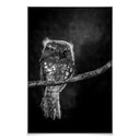 Poster Wilianto - Starinh Owl