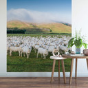 Fototapet Colombo - Fåreflok i New Zealand - 192x260 cm
