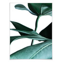 Plakat - Urban Jungle - Monstera Deliciosa