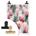 Plakat Annie - Wiosenne tulipany