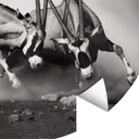Fototapeta Pojedynek - okrągła - tapeta flizelinowa/tapeta flizelinowa samoprzylepna