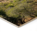 Plakat drewniany krajobraz sawanny w Afryce - Hugonnard