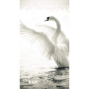 Fototapeta Majestic Swan