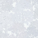 Architects Paper Floral Impression - Papier peint intissé de forêt, gris