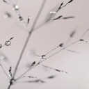Źdźbła trawy z kroplami rosy | Fototapeta spokojna natura do salonu - Sillen
