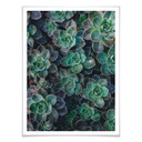 Plakat sukulenty