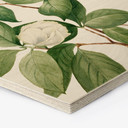 Hexagon Holzbild Botanik Illustration einer Scheinkamelie - Walcott