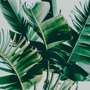Nature PalmFronds1 tapet i grågrøn - non-woven tapet Designwalls 2 - 2,55 x 3,5 m