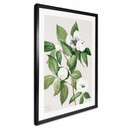 Plakatowa ilustracja botaniczna przedstawiająca udawaną kamelię - Walcott
