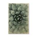 Plakat drewniany Agave 02