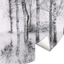 Fototapeta Talen - Czarno-biały las brzozowy - Okrągły - tapeta flizelinowa/tapeta flizelinowa samop