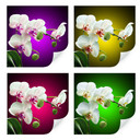Zelfklevende Poster  Beautiful Orchid
