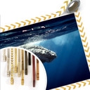 Poster - Baleine