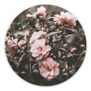Tableau sur alu-Dibond Annie - Rosier - Rond