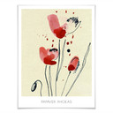 Plakat Papaver Rhoeas