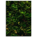 Canvasbillede, Grønne blade af eksotiske planter