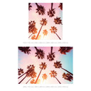 Fototapeta tropikalna California Dreaming z widokiem na palmę - Hugonnard