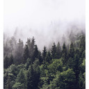Fototapet - Tåget skov