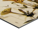Fototapet Vilde engblomster i sollyset - Talen - Panorama – print på aluminium (Alu-Dibond)