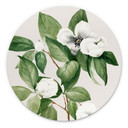 Wandbild Botanik Illustration einer Scheinkamelie - Walcott - Alu-Dibond - Rund