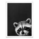 Plakat Graves - Racoon