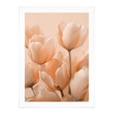 Plakat z tulipanami w kolorze brzoskwiniowym - Treechild